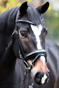 Kavalkade Proline Astrid Bridle