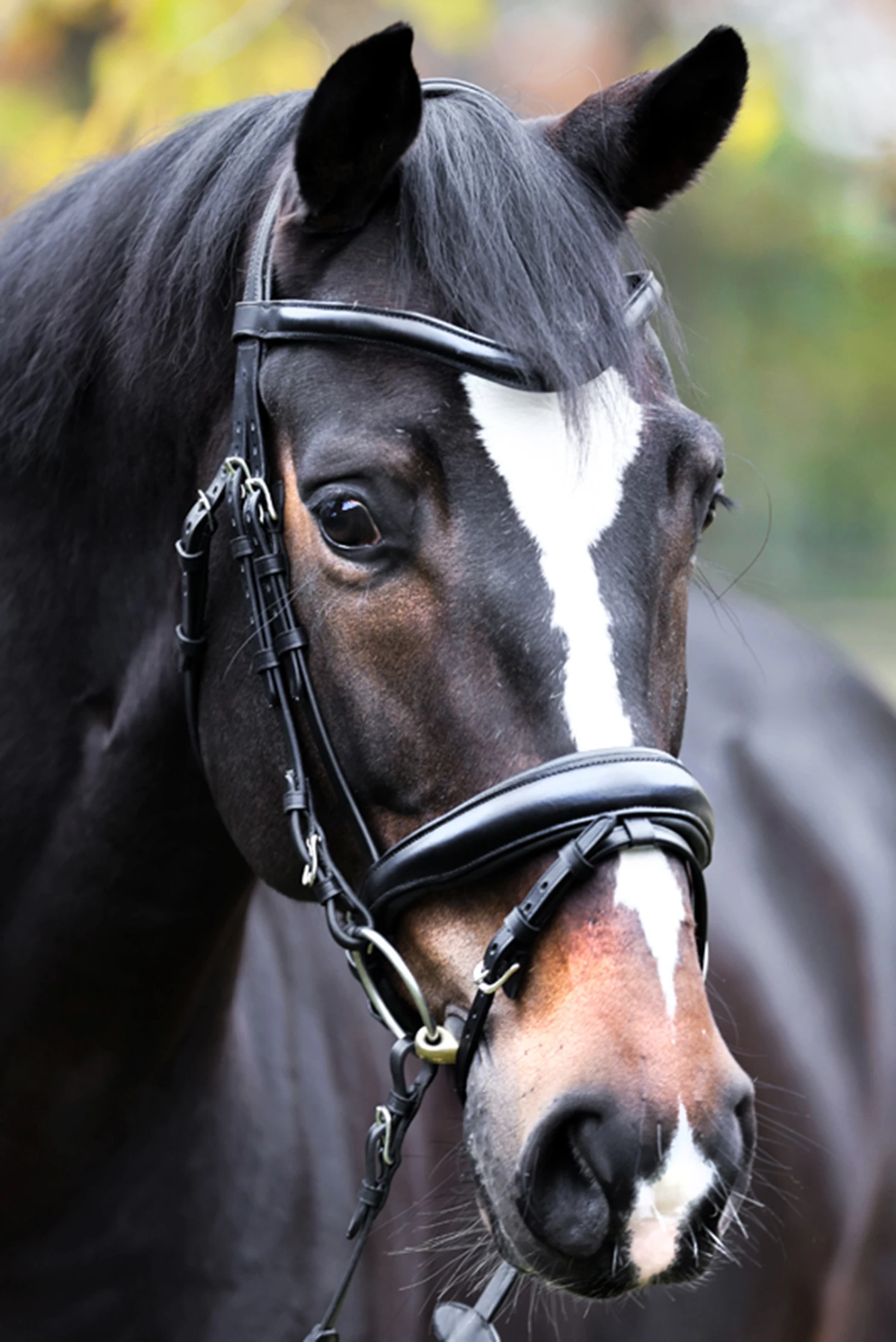 Kavalkade Proline Astrid Bridle