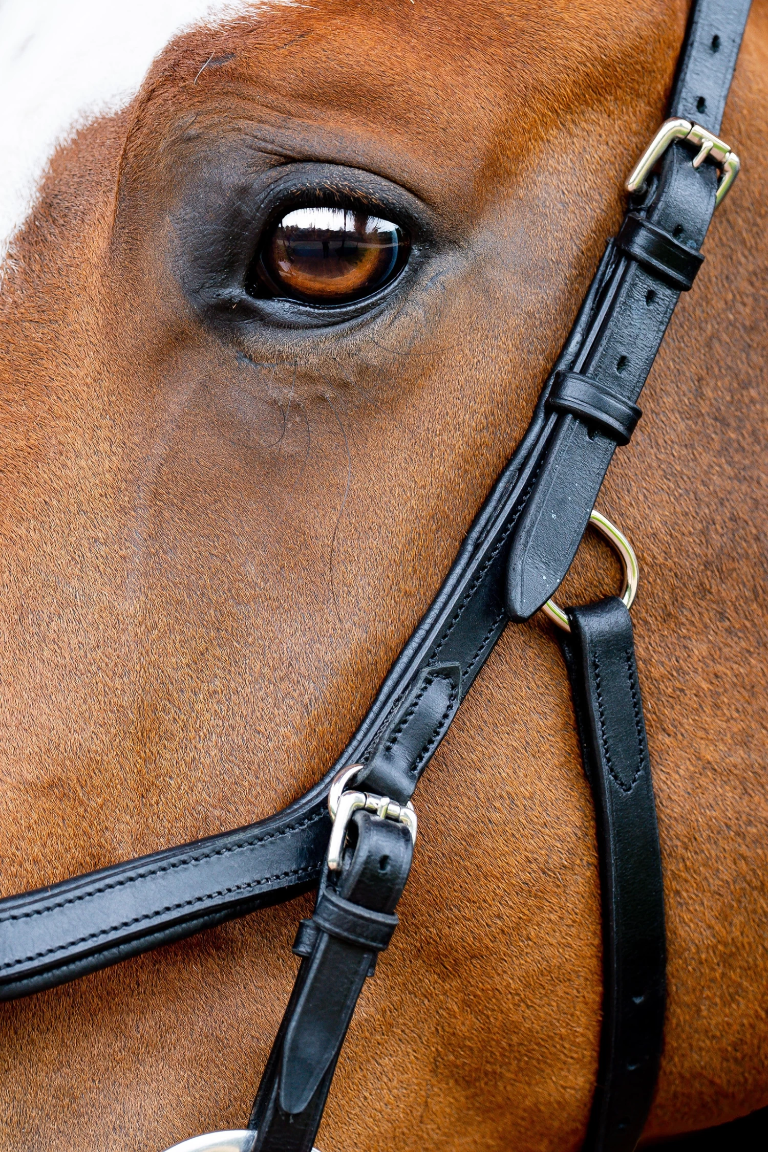 Horseware Rambo Micklem 2 Competition Bridle - Image 2