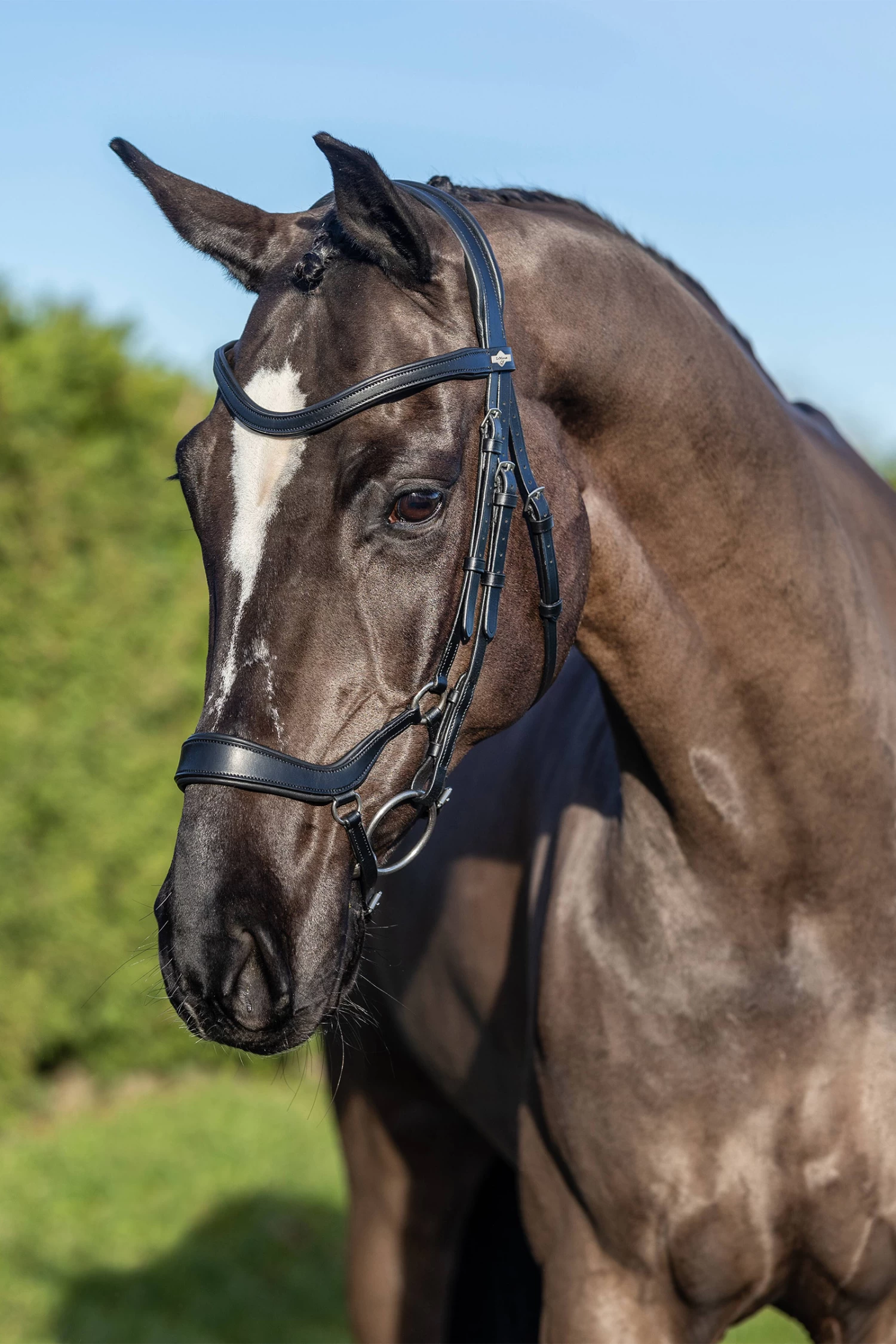LeMieux Arika Drop Bridle - Image 8